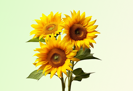 asiagame(中国)asiagaming